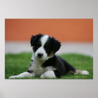 6 Week Old Border Collie