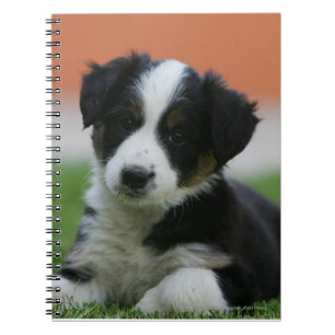 6 Week Old Border Collie Spiral Notebook