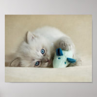 6 week old Ragdoll kitten