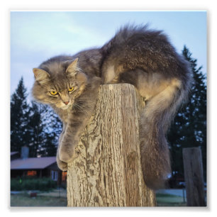 6"x6" Photo Print Cathletic Cat