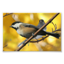 6" x 4", Kodak Professional Photo Paper (Satin)