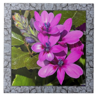 6"x 6" Ceramic Tile with Magenta Baboon Flower