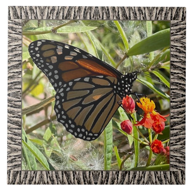 6"x 6" Ceramic Tile with Monarch on Milkweed (Front)