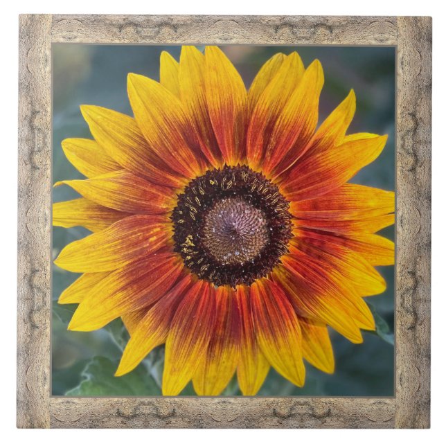 6"x 6" Ceramic Tile with Susie's Sunflower (Front)