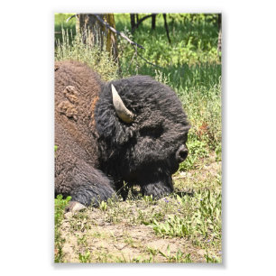 6x4 photo  buffalo print