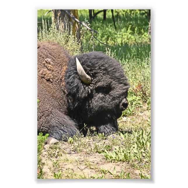 6x4 photo  buffalo print (Front)