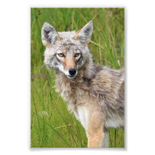 6x4 photo coyote print