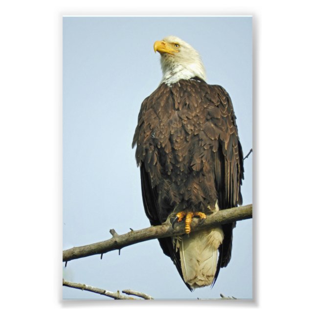 6x4 photo  eagle print (Front)