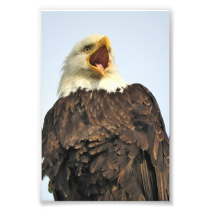 6x4 photo  eagle print