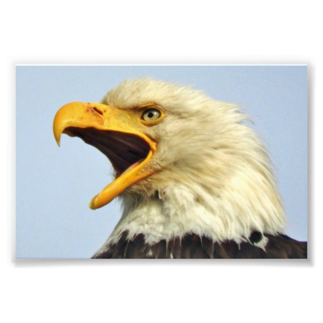 6x4 photo  eagle print (Front)