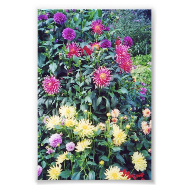 6x4 photo flowers print (Front)