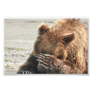 6x4 photo  grizzly bear print