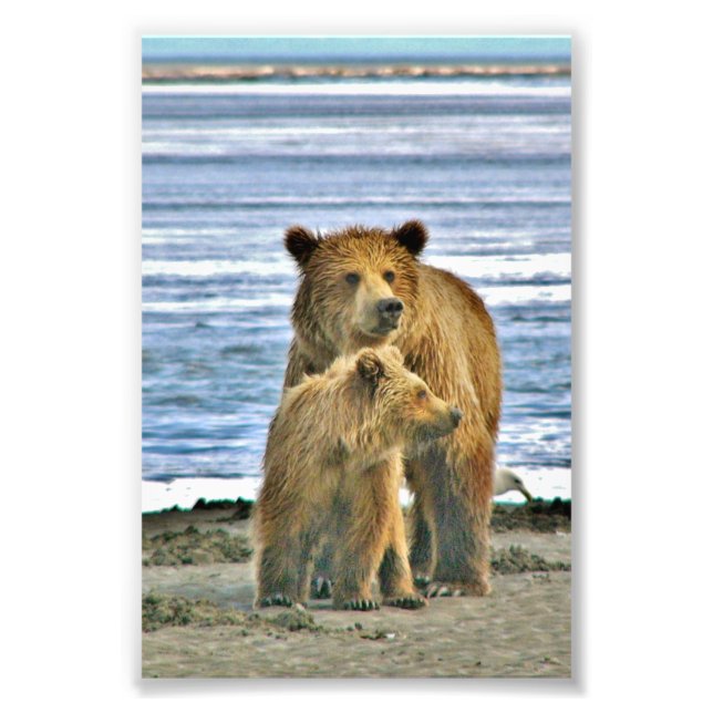 6x4 photo grizzly bear print (Front)