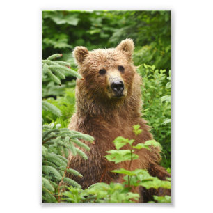 6x4 photo grizzly bear print