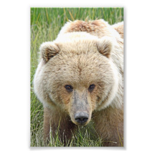 6x4 photo  grizzly bears print