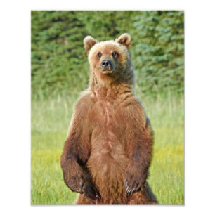 6x4 photo  grizzly bears print