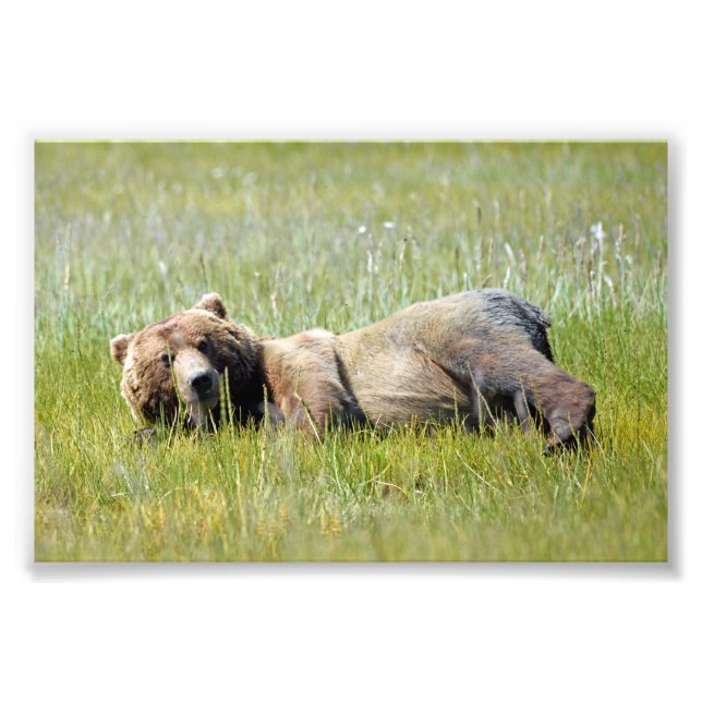 6x4 photo island of grizzly bears print (Front)