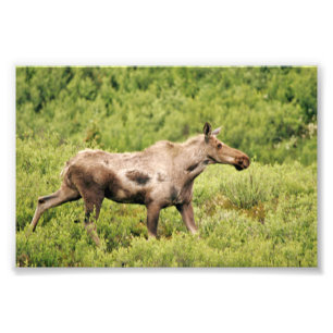 6x4 photo moose print