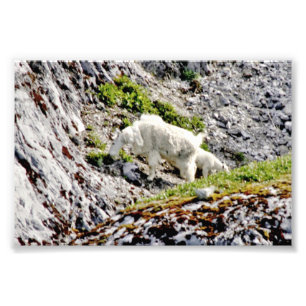 6x4 photo mountain goats print