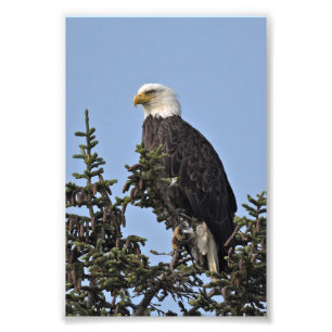 6x4 photo of eagle