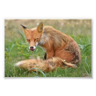 6x4 photo of fox