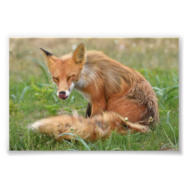  6x4 photo of fox print (Front)