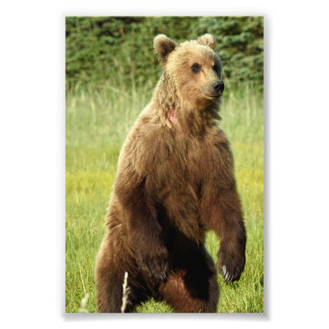  6x4 photo of grizzly bear (Front)