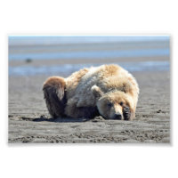  6x4 photo of grizzly bear