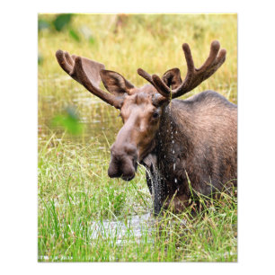  6x4 photo of  moose print