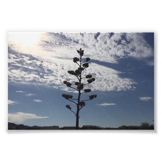 6X4 photo print of blooming agave (Front)