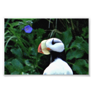 6x4 photo puffins print