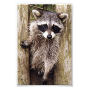 6x4 photo racoon print