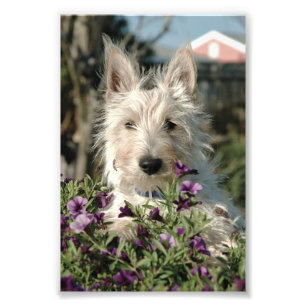  6x4 photo Scottish Terrier Print