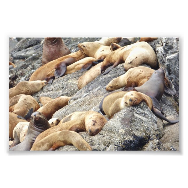 6x4 photo  seals print (Front)