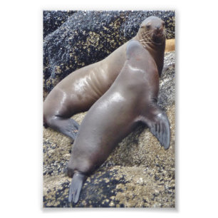 6x4 photo seals print