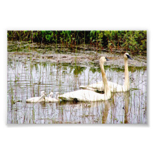 6x4 photo swans