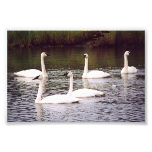 6x4 photo swans