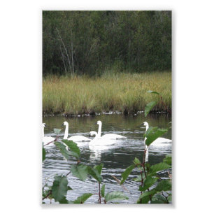 6x4 photo  swans print