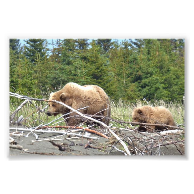6x4 Satin Photo of grizzly  bear & cub (Front)