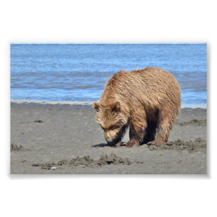 6x4 Satin Photo of grizzly  bear cub Print