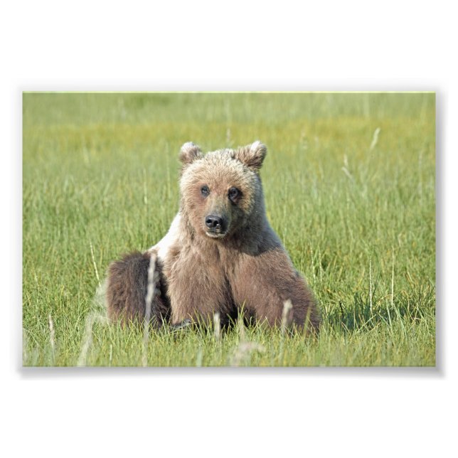 6x4 Satin Photo of grizzly bear Print (Front)