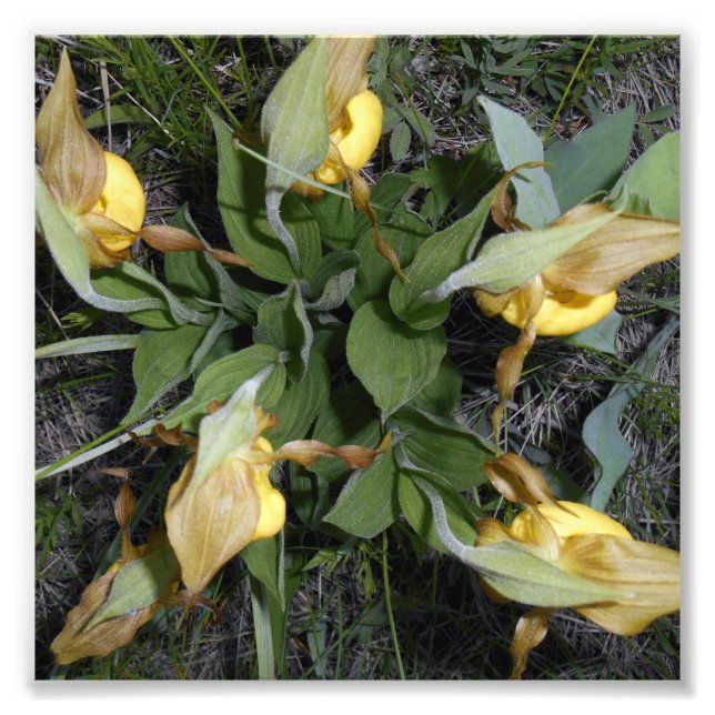 6x6 Photo Print (Front)