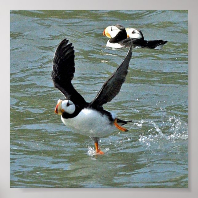 6x6 Poster Paper (Matte) of puffins (Front)