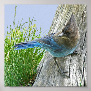 6x6 Value Poster Paper (Matte) w/ stellar jay
