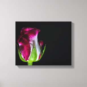 7019-Red Tipped White Rose Canvas Print