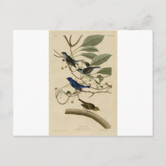 74_Indigo_Bird.jpg Postcard