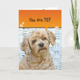 75th birthday brown poodle on wicker card