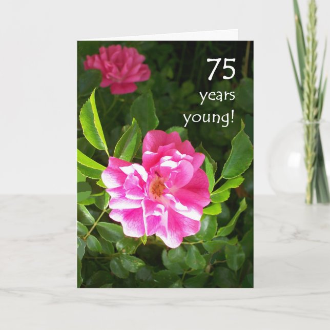 75th Birthday Card - Pink Roses (Front)