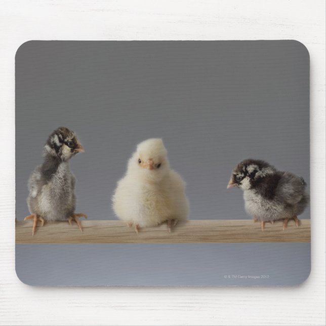7 Baby Pet Chickens on a Perch Mouse Pad (Front)