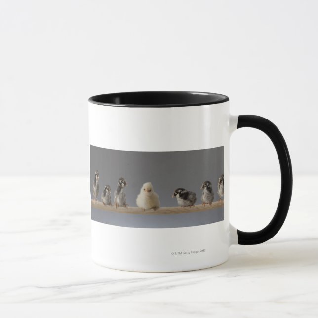 7 Baby Pet Chickens on a Perch Mug (Right)